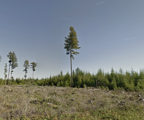 Younger trees in the background have a dense conical form