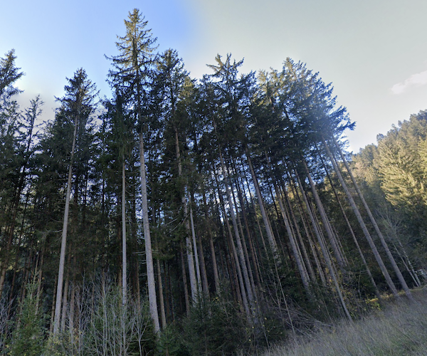 In dense spruce forests, lower trunks are often branchless.
